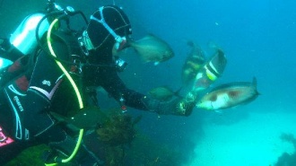 Dive & Marine, Tairua